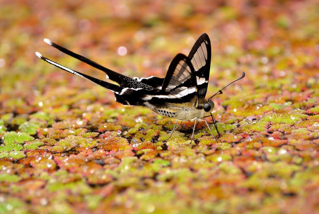  p>燕凤蝶是昆虫纲,鳞翅目动物.