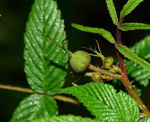  p>红腺悬钩子(学名: i>rubus sumatranus /i> miq.