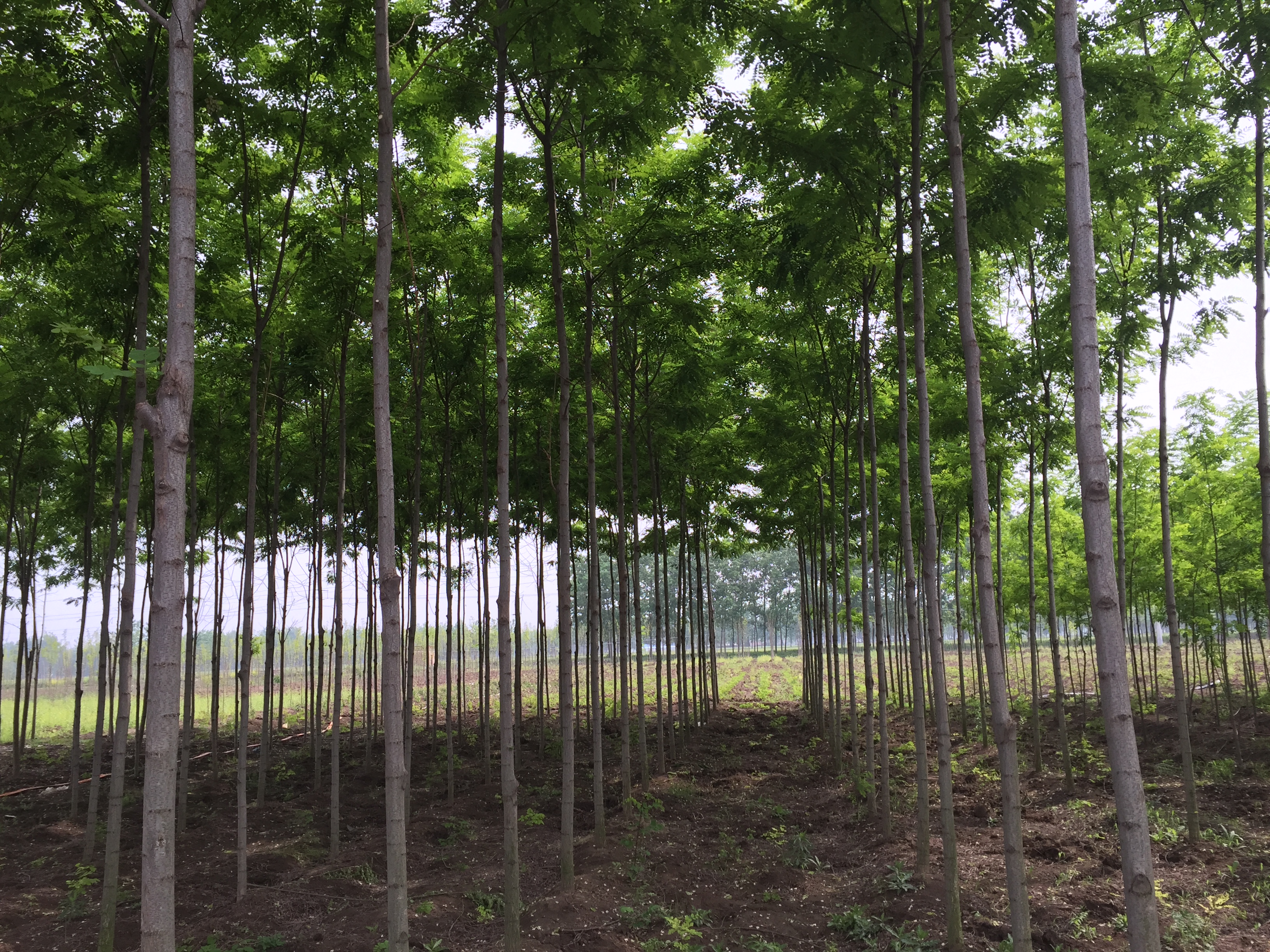 刺槐树苗图片(刺槐树苗图片欣赏)