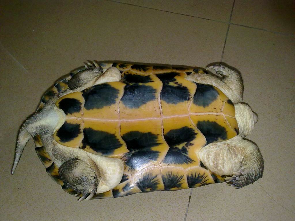  p>越南石龟 i>(mauremysmutica) /i>, a href="#">为龟科 /a>,拟 a