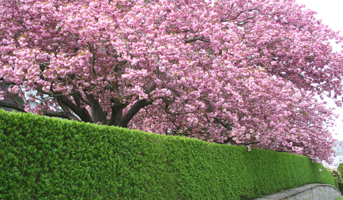  p>女贞绿篱:是指用 a target="_blank" href="/item/小叶女贞