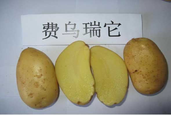 费乌瑞它