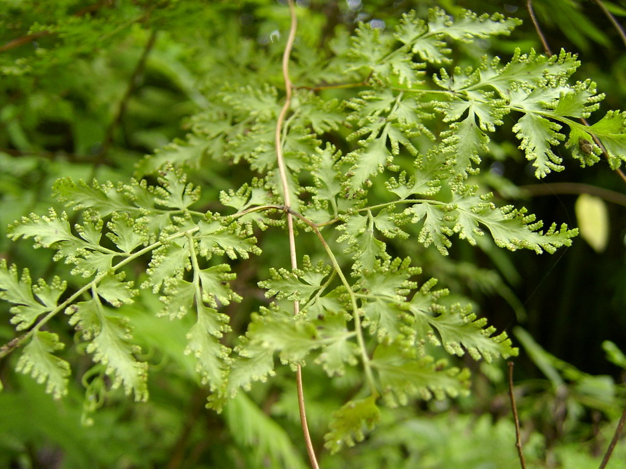  p>大罗网草,一年生草本.禾本科黍属植物. /p>
