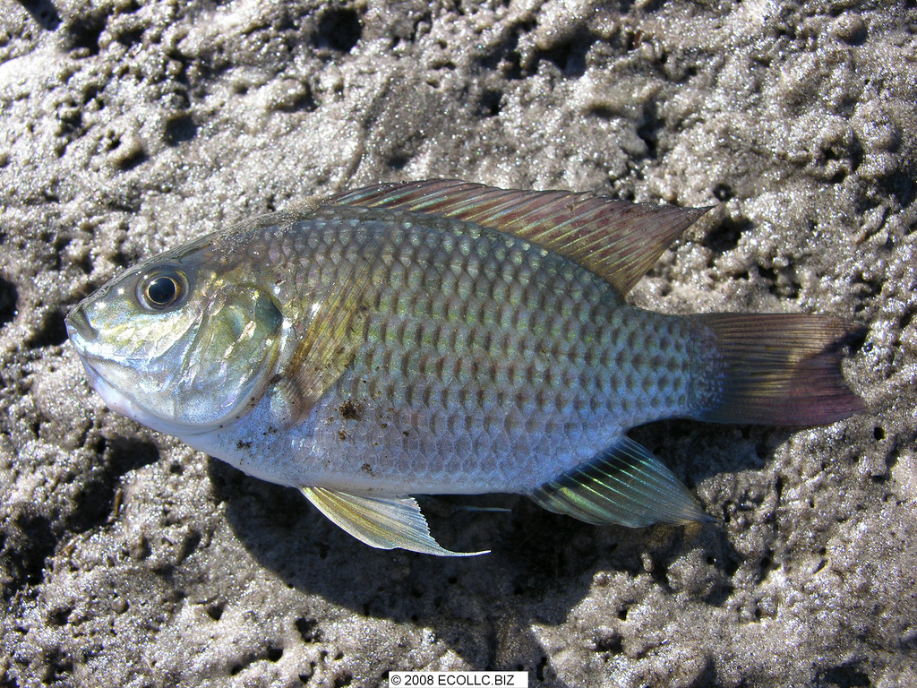  p>罗非鱼——原产非洲,属热带性鱼类,罗非鱼属包括亚种共有100多种.