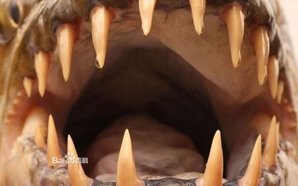 他最为人所熟知的身份是电视系列节目 a href="#">《河中巨怪》 /a>