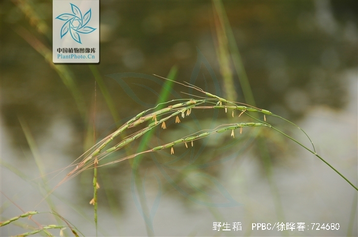 oryza rufipogon griff.