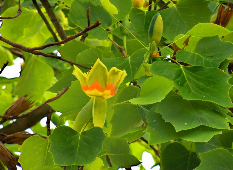  p>北美鹅掌楸(学名: i>liriodendron tulipifera /i>  linn.