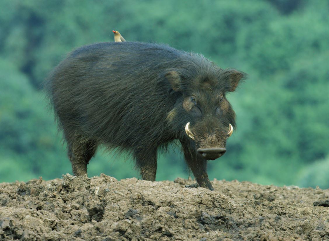  p>大林猪属(学名: i>hylochoerus /i>):是哺乳纲, a href="#" data