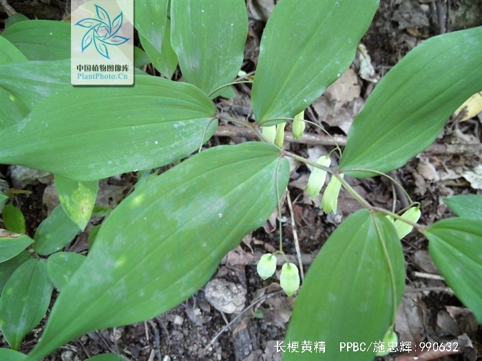  p> b>长梗黄精 /b>( i>polygonatum filipes /i>),百合科多年生草本