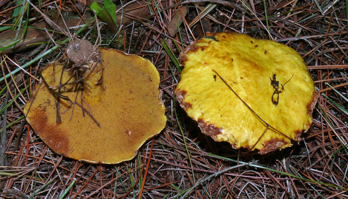 美洲粘盖牛肝菌