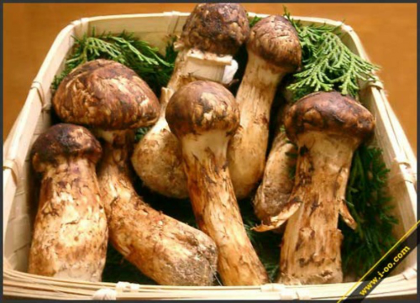  p>松茸蘑菇,学名松口蘑,又名大花菌, a target="_blank" href="/item