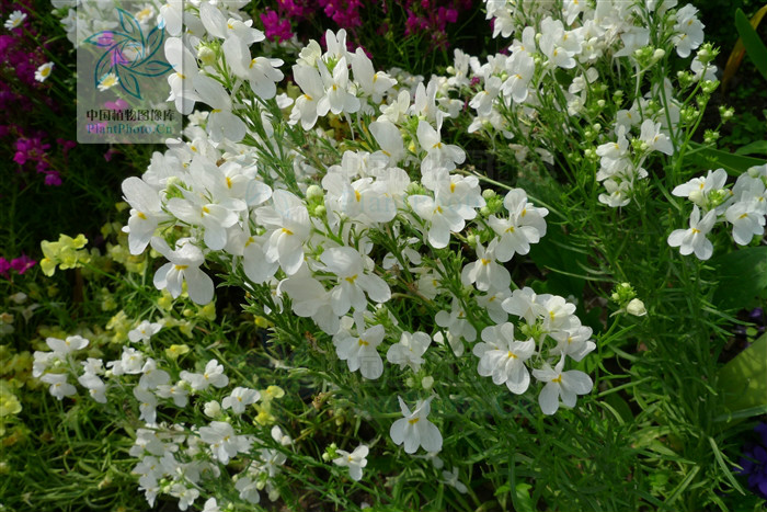  p>紫花柳穿鱼 a href="#" data-lemmaid="795793">穗状花序 /a>数朵