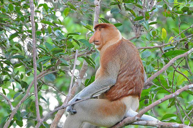  p>长鼻猴(学名: i>nasalis larvatus /i>),是东南亚 a href="#" data