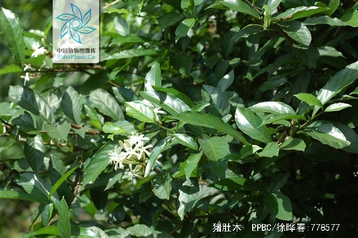 href="/item/双子叶植物">双子叶植物 /a>药茜草科植物刺鱼骨木的根