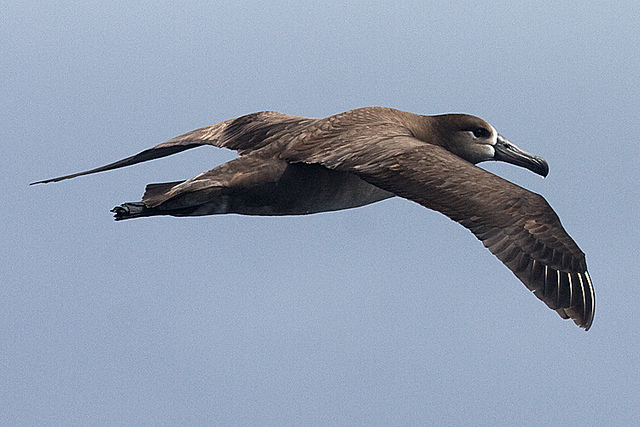  p>黑脚信天翁(学名: i>phoebastria nigripes /i>)为鹱形目 a target