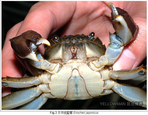  p>日本绒螯蟹(学名: i>eriochier japonica /i>)为方蟹科绒螯蟹属的