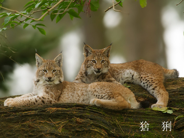  p>猫科动物(felidae):是哺乳纲,食肉目,猫科动物下的动物.