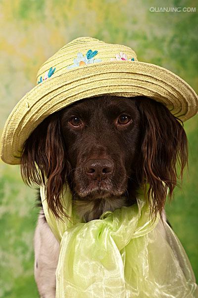  p>沙克犬,又称猎羚犬或拉伯狩猎犬或波斯灵提或者沙路奇猎犬.