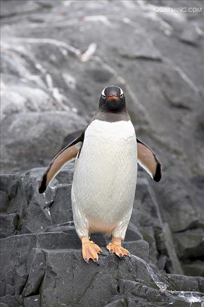 北极