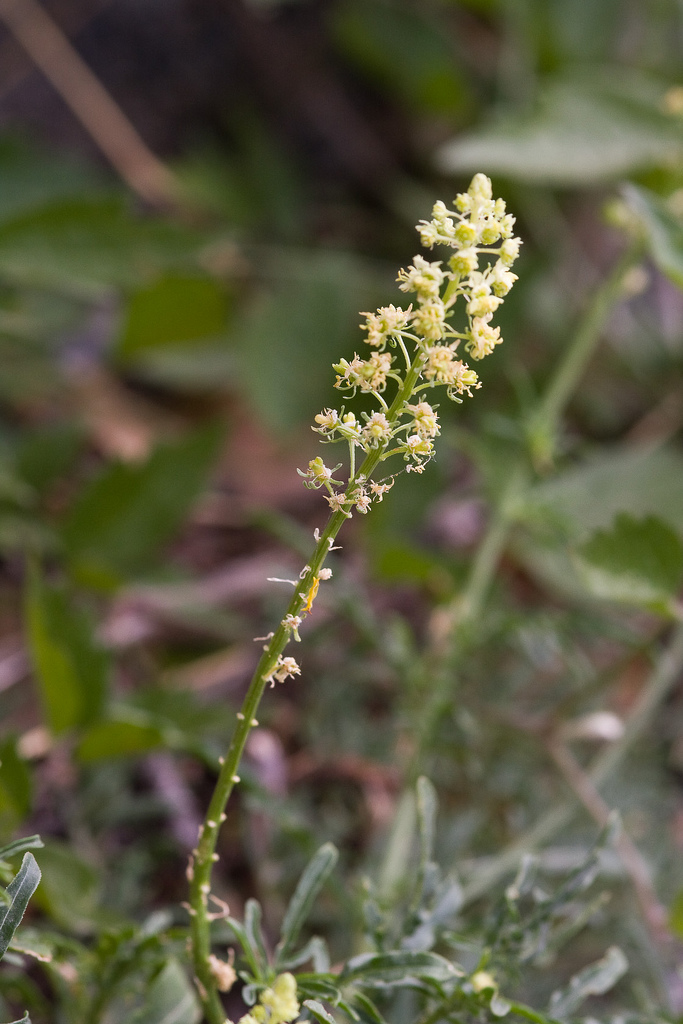 yellow upright mignonette