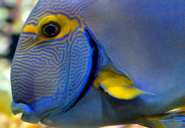  p>额带刺尾鱼又称 a target="_blank" href="/item/杜氏刺尾鲷