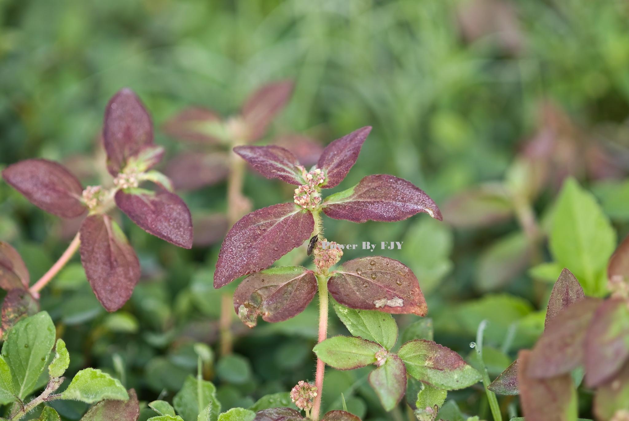  p>飞扬草,中药名.为大戟科植物飞扬草的干燥全草.