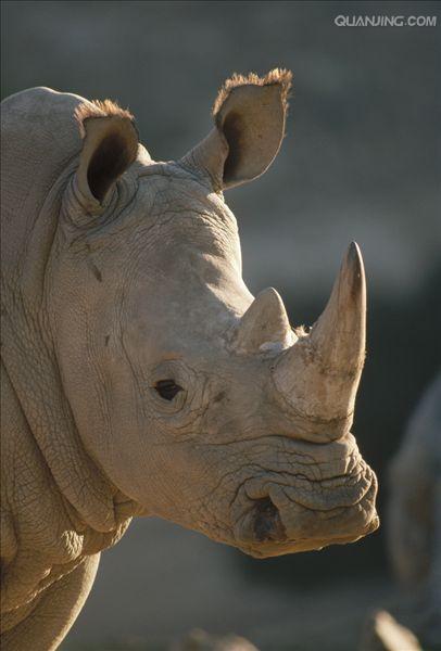  p>白犀(学名: i>ceratotherium simum /i>): a target="_blank" href