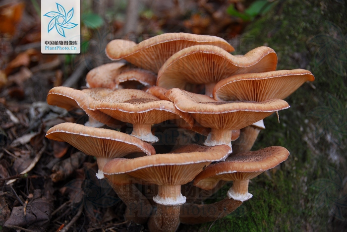  p>奥氏蜜环菌(armillaria solidipes)是 a target="_blank" href="