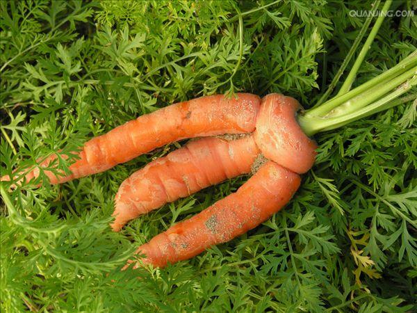 胡萝卜