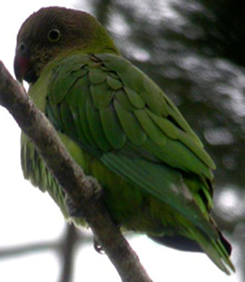  p>黄顶侏鹦鹉(学名:micropsitta keiensis)是鹦鹉科中体型最小的 a