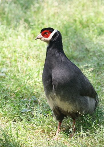  p>藏马鸡(学名: i>crossoptilon harmani /i>)也叫 a target="_blank