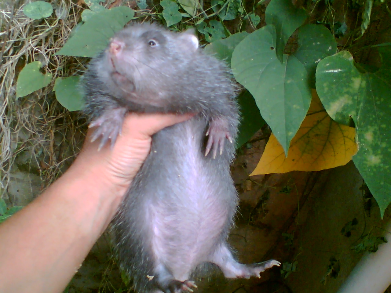  p>竹鼠(学名: i>rhizomyidae /i>),是属竹鼠科, a href="#" data