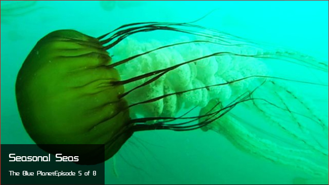  p>《蓝色星球》是由英国bbc制作播出的8集电视系列纪录片.