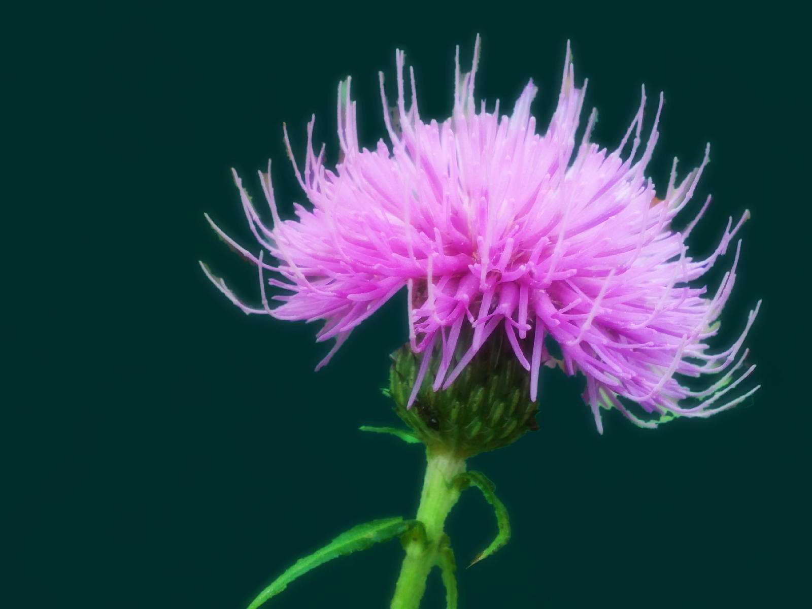  p data-id="gnxbpaqn8x">蓟花, a target="