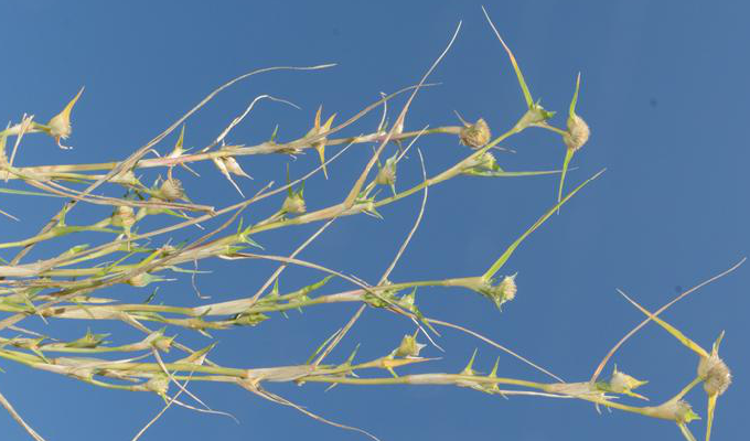 隐花草属, a target="_blank" href="/item/禾本科/2458872" data