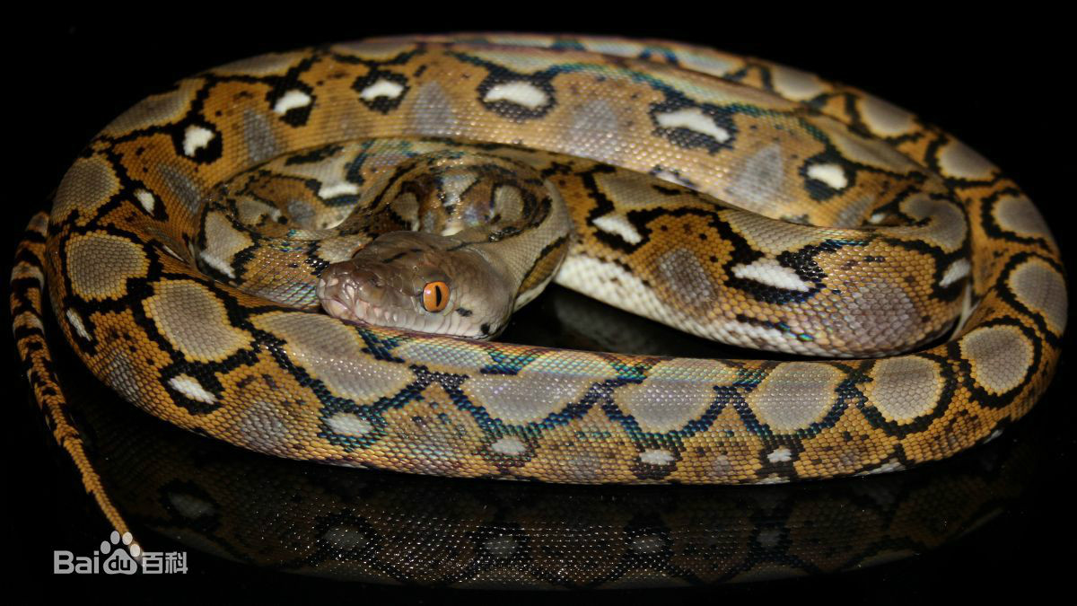 lemmaid="11274632">霸王蟒 /a>,网蟒,是蛇亚目,蛇亚目属大型蟒蛇