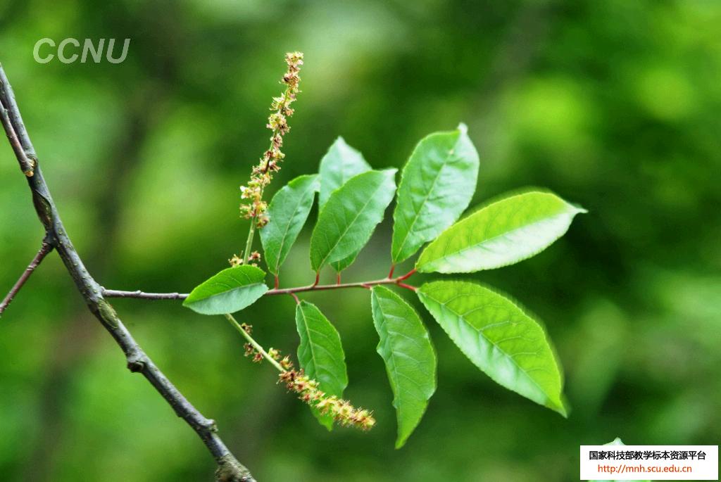  p>橉木,是 a data-lemmaid="1349839">稠李属