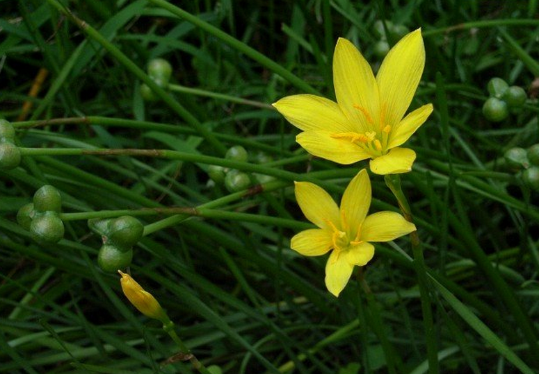  p>黄花葱莲(学名: i>zephyranthes citrina /i>)又称黄花葱兰, a
