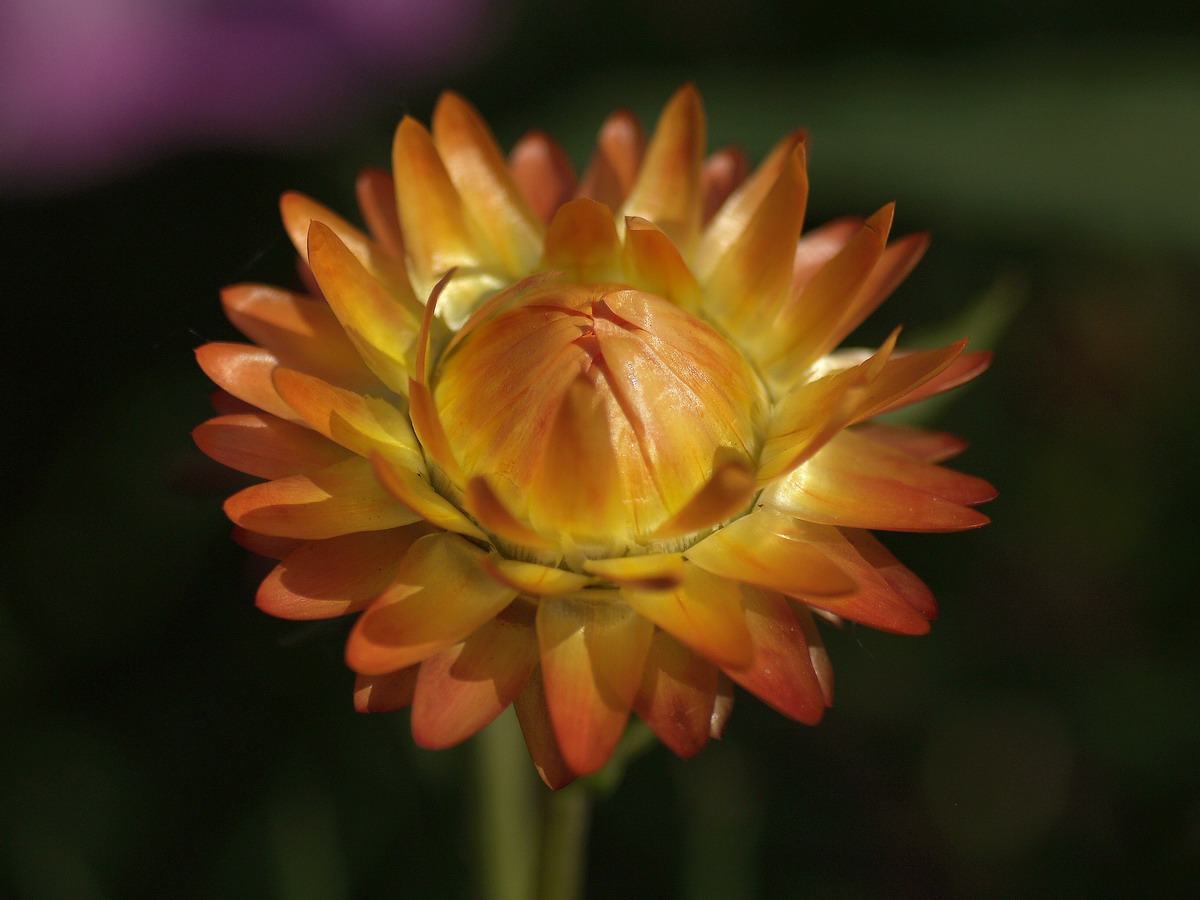 andr.)是菊科蜡菊属植物,一年或二年生草本.