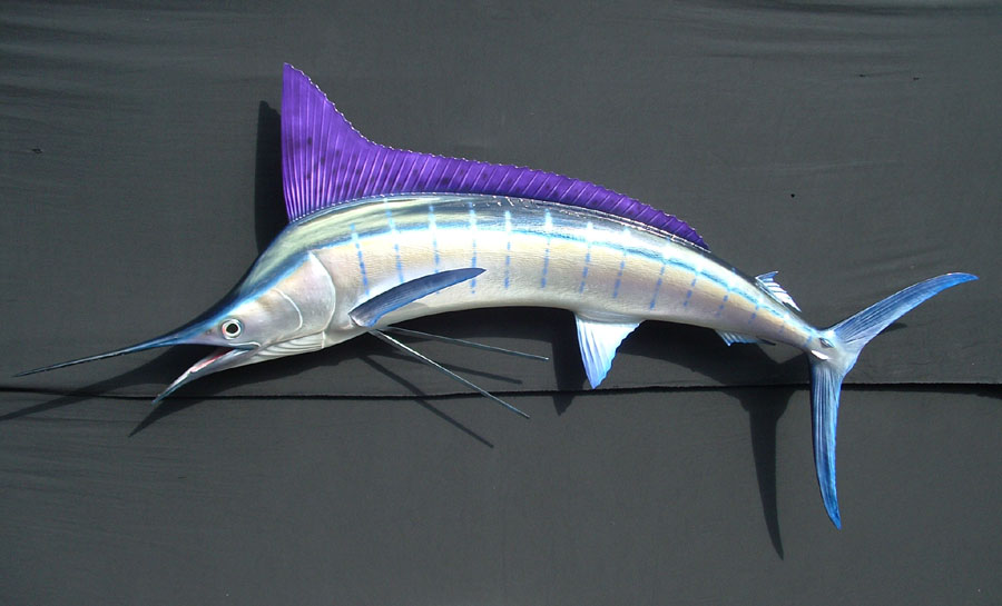  p>旗鱼在分类上为鲭亚目,旗鱼科,旗鱼属,常见的有 a href="#" data