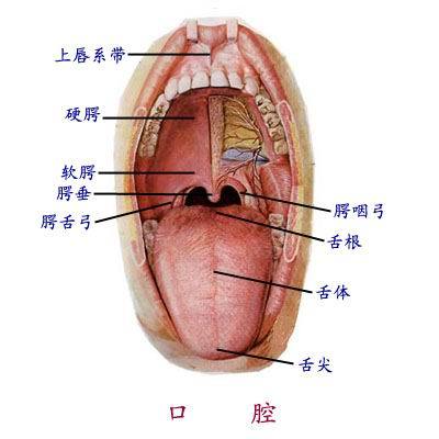 口腔内科学（口腔医学专业的一门临床学科）_百度百科