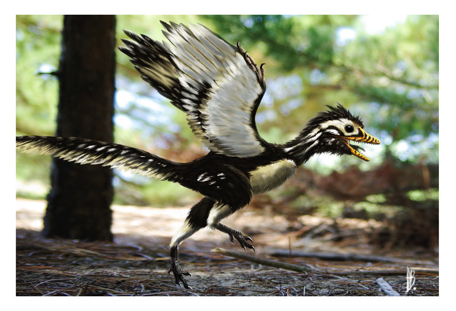 始祖鸟(archaeopteryx)