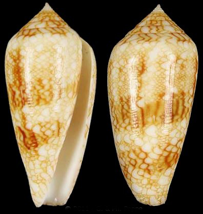  p>虎纹芋螺是一种新腹足目,芋螺科类生物,螺壳尺寸35 - 55 mm.