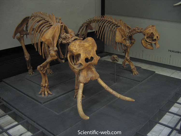  p>欧洲矮象(elephas falconeri)是一种灭绝的象,生存于西西里岛及