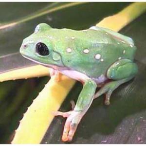 星背树蛙