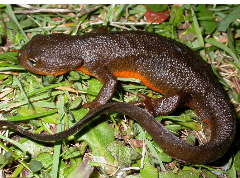 rough-skinned newt