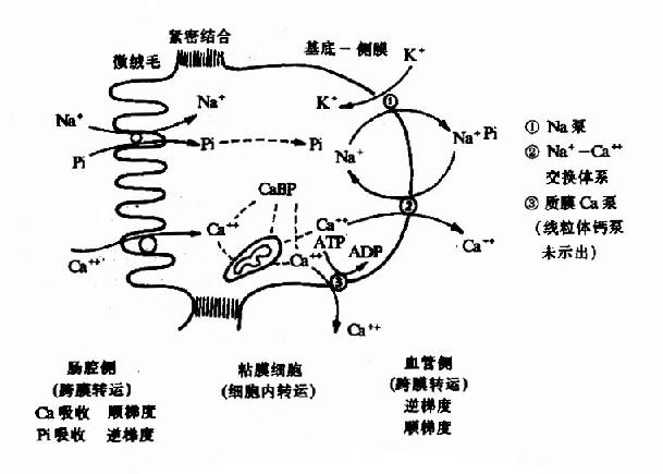 人体/1454841" data-lemmaid="1454841">人体 /a>内最丰富的元素之一