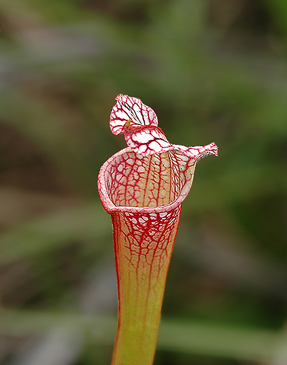  p>白网纹瓶子草(学名: i>sarracenia leucophylla /i>)生长在沼泽