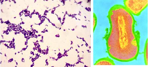  p>痤疮丙酸杆菌(学名 i>propionibacterium acnes /i>)是 a href="#"