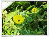  p>虎掌草(学名: i>anemone rivularis /i> buch.-ham. ex dc.